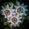 Three Passion Flowers Close Up Macro Uncut