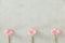 Three pastel pink daisy flowers