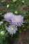 Three pastel violet flowers of china aster