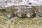 Three patella vulgata limpets on a rock