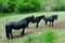 Three peaceful black horses