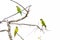 Three peach-fronted parakeets perched on tree branches on white background