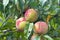 Three peaches ripening in a tree