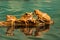 Three Peacock tree frogs Leptopelis vermiculatus. Reflections in the water