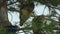 Three peacocks sit on the branches of a pine tree in the city park