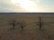 Three pear trees in a field on a cloudy spring evening, aerial view. Landscape