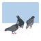 Three of pecking pigeons