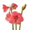 Three peduncles   Amaryllis Hippeastrum  on white background isolated