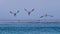 Three pelican birds flying over the sea