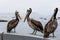 Three pelican sitting on the parapet