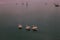 Three pelican swim and fly among the fishing boats at dawn in th