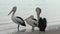 Three pelicans on the beach in Kalbarri, Western Australia