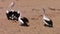 Three pelicans on a beach shot