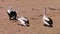 Three pelicans on a beach shot