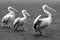 Three pelicans , birds
