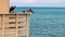 Three pelicans and a crow at the end of a pier over the gulf of Mexico