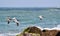 Three Pelicans in Flight over the Ocean Surf