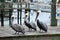 Three Pelicans form a posse just outside a marina bait shop