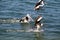 Three pelicans landing