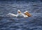 Three pelicans Pelecanus erythrorhynchos Swimming in a Windy Lake