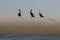 Three Pelicans on a Sand Bank