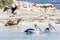 Three pelicans and a sea lion on the beach of Penguin Island, Rockingham, Western Australia