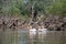 Three pelicans swim next to dead trees, Kerkini