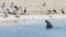 Three pelicans watch a sea lion approaching coming out of the water on the sandy beach of Penguin Island, Rockingham, Australia