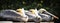 Three pelicans yellow heads sleeping Florida