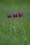 Three pendulous flowers of the snakeshead fritillary