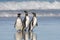 Three Penguins