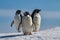 Three penguins on snow, Antarctica