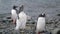 Three penguins stand on the shore of the ocean. Andreev.