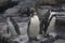 Three penguins standing in a group