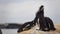 Three penguins sunning on the rocks