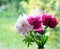 Three peonies in a vase