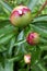 Three peony buds