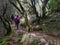 Three people walked through a forest of Laurisilva, on the island of El Hierro.