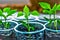 Three pepper sprout in plastic cup with soil close up.