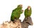 Three perched parakeets
