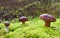 Three perfect mushrooms growing in forest
