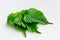 Three perilla or shiso leaves on a white background close up