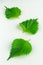 Three perilla or shiso leaves on a white background close up  vertical