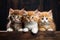 Three persian kittens with blue eyes sitting on a wooden shelf