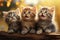 Three persian kittens with blue eyes sitting on a wooden shelf