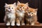 Three persian kittens with blue eyes sitting on a wooden shelf