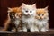 Three persian kittens with blue eyes sitting on a wooden shelf