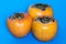 Three persimmons on blue background