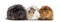 Three Peruvian Guinea Pig in a row, isolated