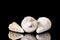 Three petrified enidae shell fossils in front of black background